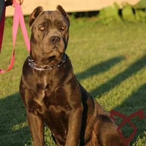 Meet your Posher, Jacolyn